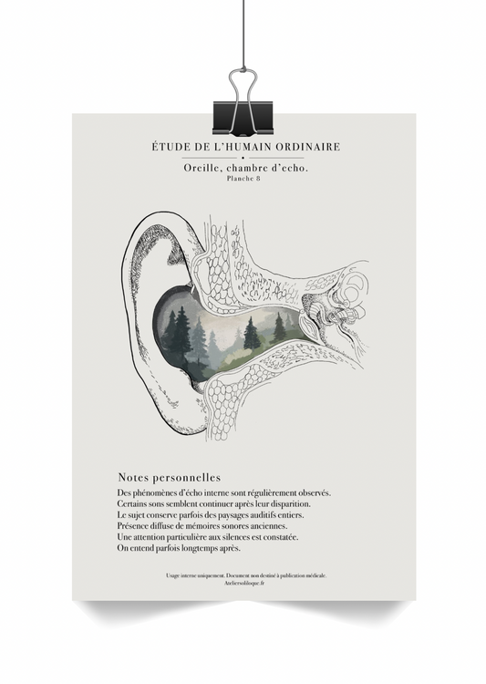 Oreille, chambre d’echo.